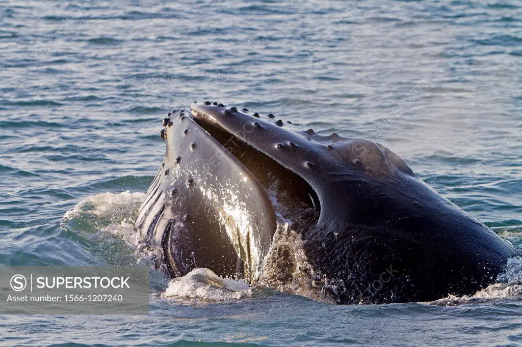 Norway, Svalbard, Spitsbergen, Nordaustlandet , Humpback whale  Megaptera novaeangliae , Mouth open , expandable throat grooves
