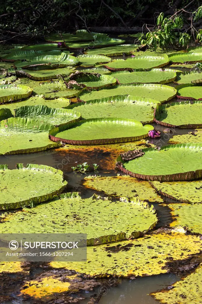 South America, Brazil, Amazonas state, Manaus, Amazon river basin, Giant lily leaves and flower Victoria amazonica in a tributary creek of the Rio Neg...