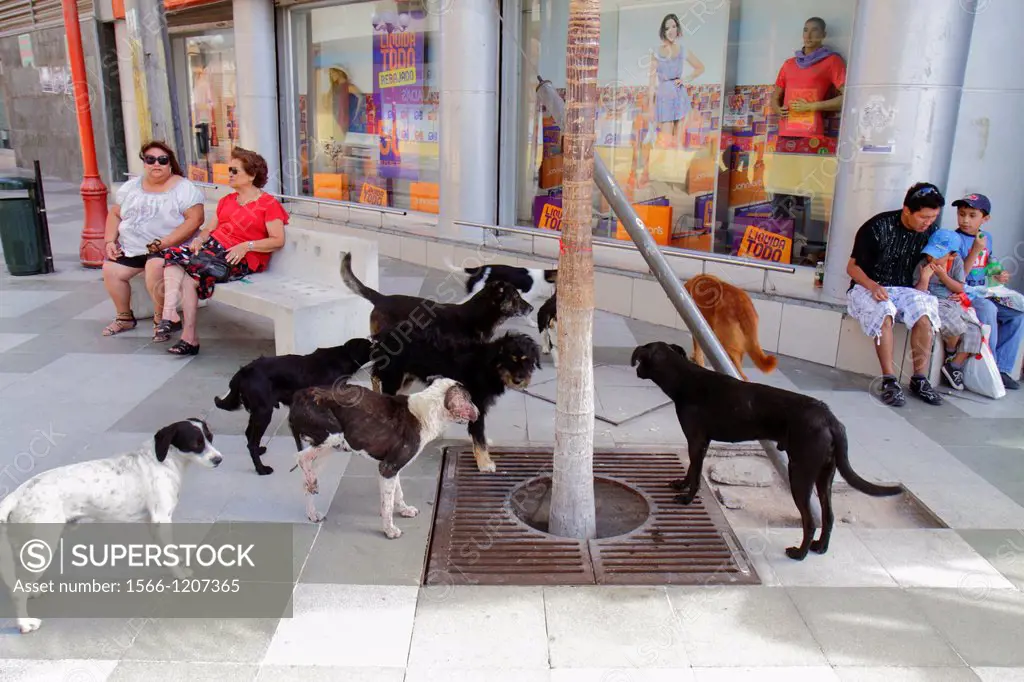 Chile, Arica, Paseo Peatonal 21 de Mayo, pedestrian mall, Hispanic, woman, man, boy, father, son, sitting, bench, stray dogs, animal behavior, pack, m...