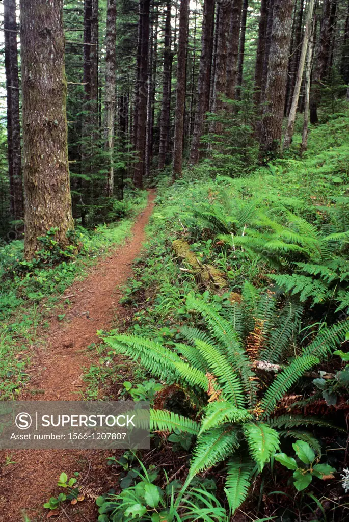 Sword fern along Cummins Ridge Trail, Cummins Creek Wilderness, Siuslaw National Forest, Oregon