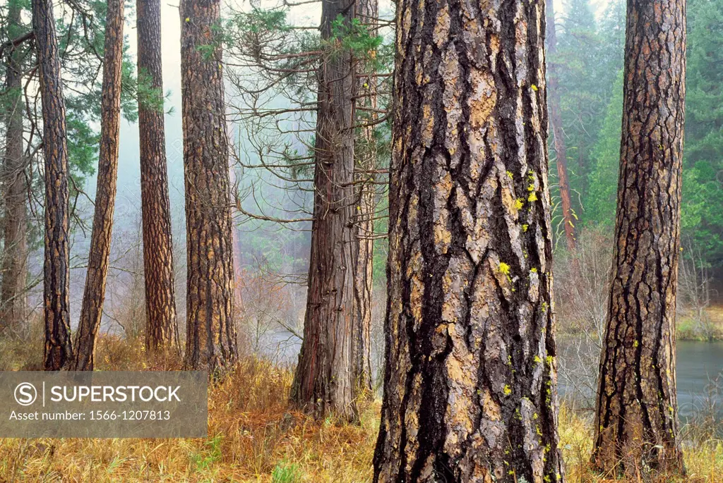 USA, Oregon, Deschutes National Forest, Ponderosa pine trees by Metolius river