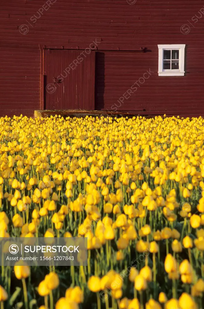 Yellow tulip field with barn, Roozengaarde Flowers & Bulbs, Skagit County, Washington