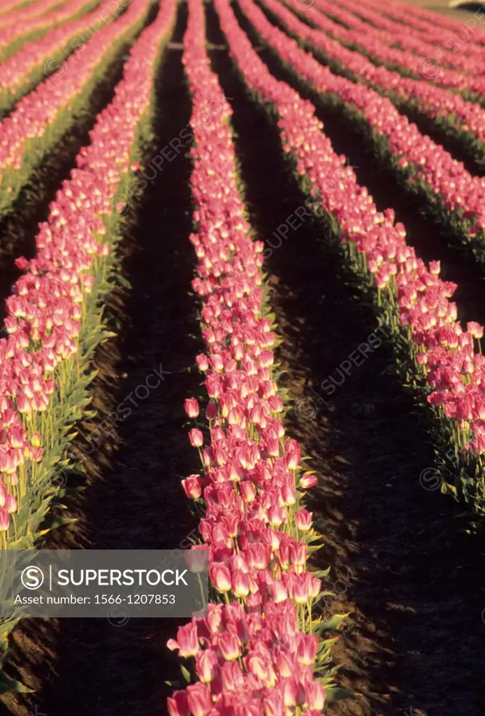 Pink tulip field, Roozengaarde Flowers & Bulbs, Skagit County, Washington