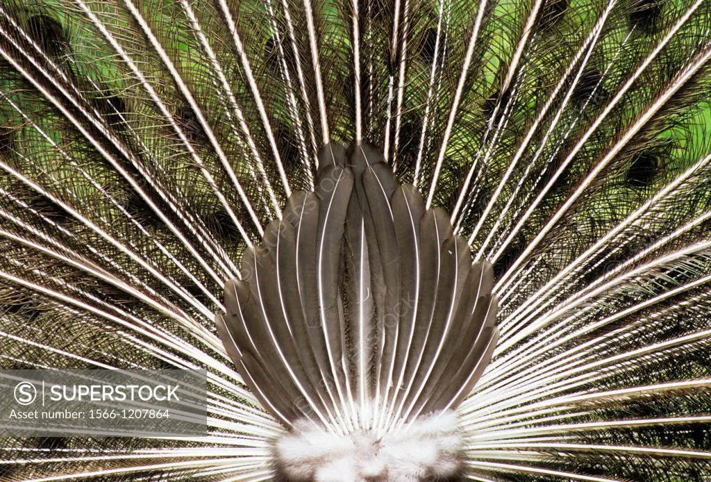 Peacock displaying, Hovander Homestead County Park, Ferndale, Washington