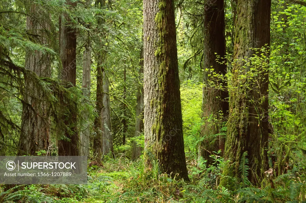 Ancient forest, Lewis & Clark State Park, Washington