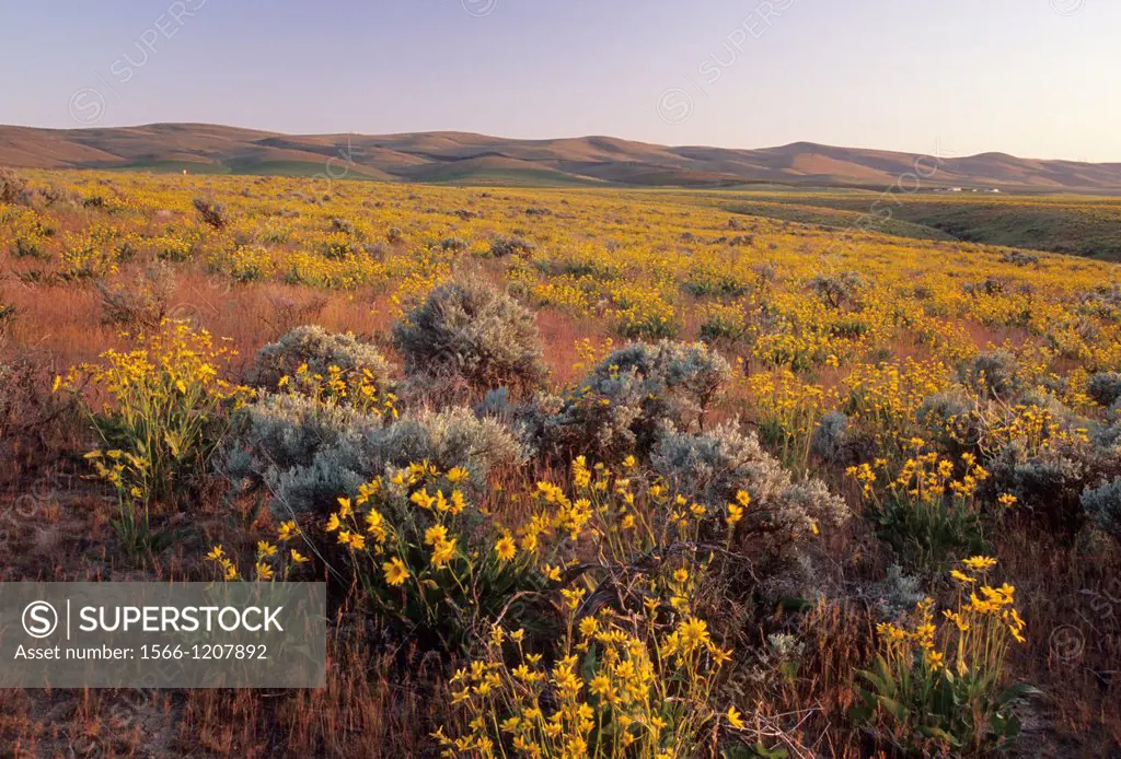 Sunflowers to Horseheaven Hills, Yakima County, Washington