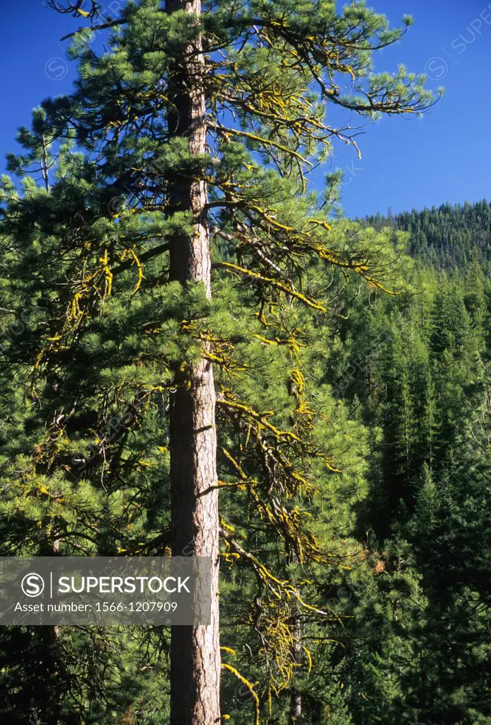 Pine forest near Loup Loup Summit, Okanogan National Forest, Washington
