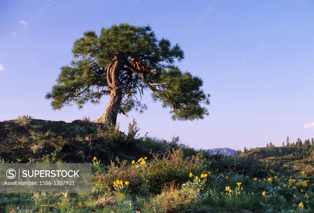 USA, Washington, Sun Mountain Lodge, Ponderosa pine with Balsamroot Balsamorhiza deltoidea near Columbia River