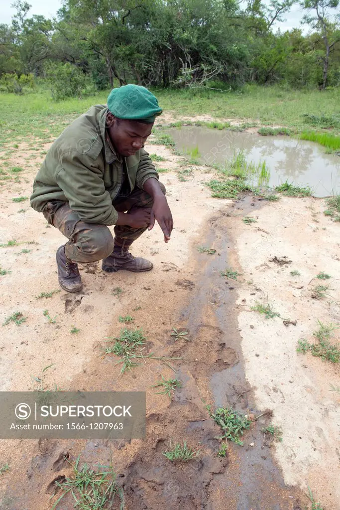 Zulu tracker Skhuni of Protrack Ltd points out white rhino Ceratotherium simum, footprints in sandy mud The spoor has a very recognisable three toed p...