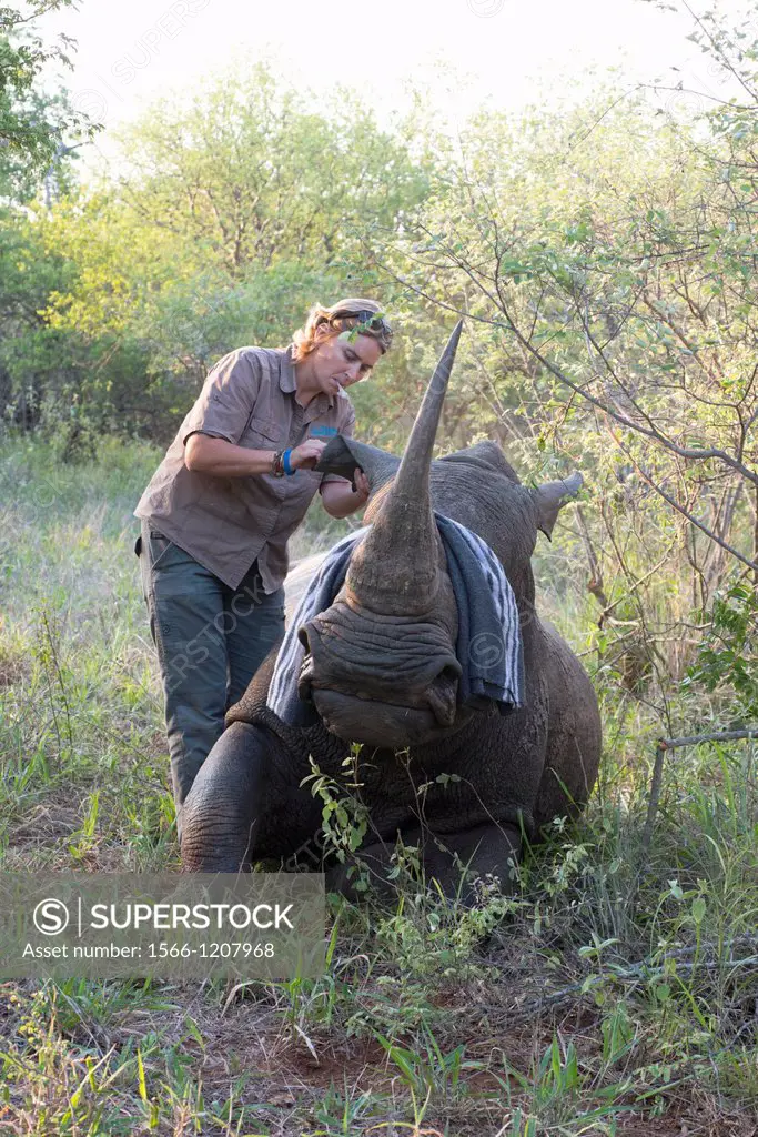 White rhino Ceratotherium simum, dehorning operation about to commence  THe rhino has been darted from a helicopter by the vet  Veterinary nurse Janel...