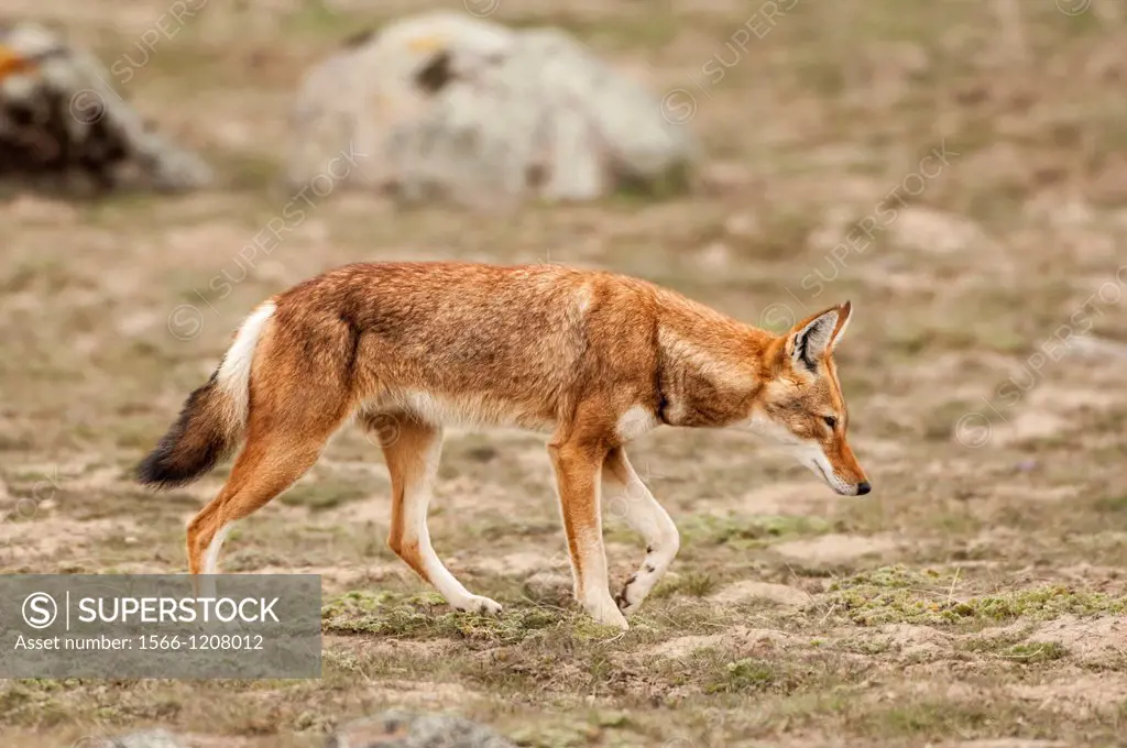 Ethiopian Wolf Canis simensis, Bale mountains national park, Ethiopia