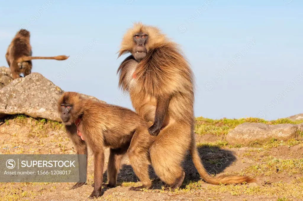 Mating Gelada baboons Theropithecus Gelada, Simien mountains national park, Amhara region, North Ethiopia