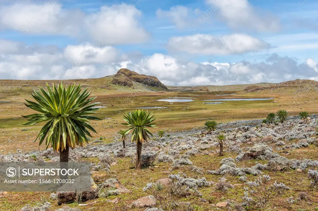 Bale mountains national park, Giant lobelia Lobelia rhynchopetalum, Southern Ethiopia