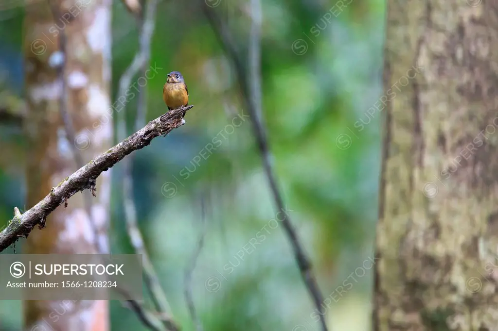 Ferruginous Flycatcher Muscicapa ferruginea perched on branch  Kaeng Krachan National Park  Thailand