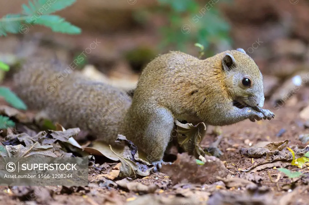 Gray-bellied Squirrel Callosciurus caniceps finding food on the forest floor  Kaeng Krachan National Park  Thailand