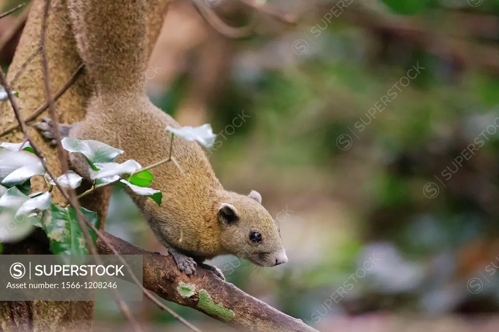 Gray-bellied Squirrel Callosciurus caniceps on branch  Kaeng Krachan National Park  Thailand