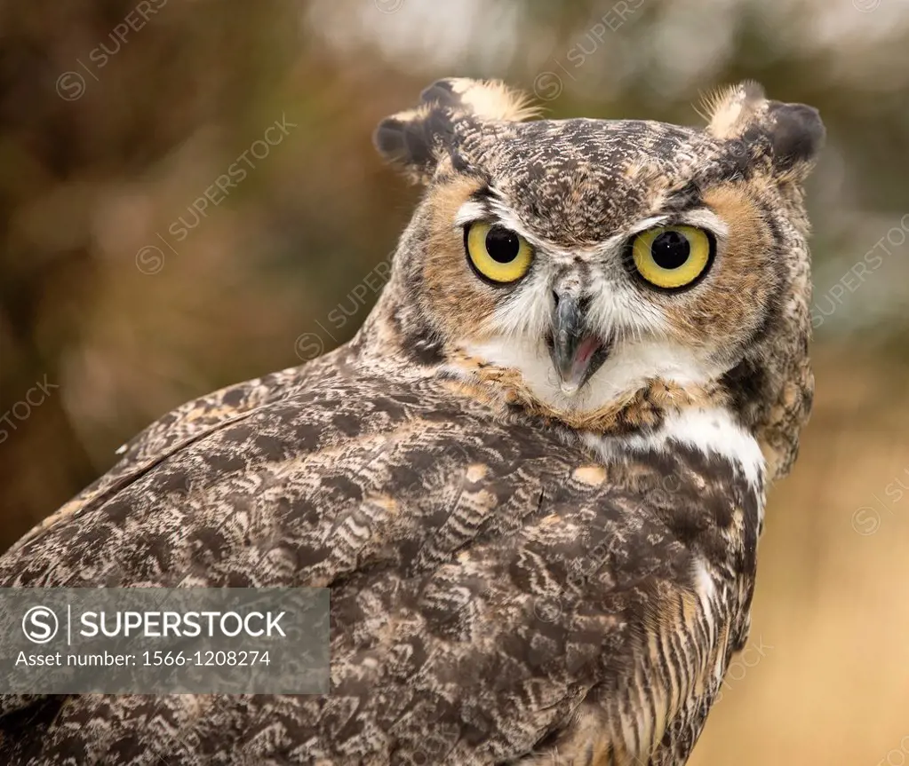A great horned owl expresses concern