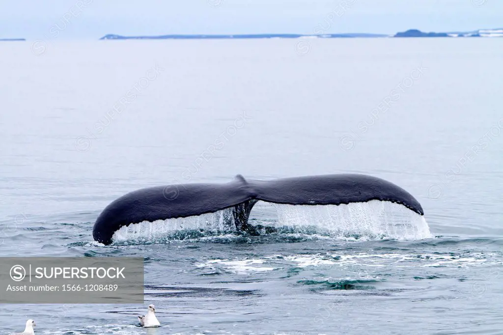 Norway, Svalbard, Spitsbergen, Nordaustlandet , Humpback whale  Megaptera novaeangliae  , Tail