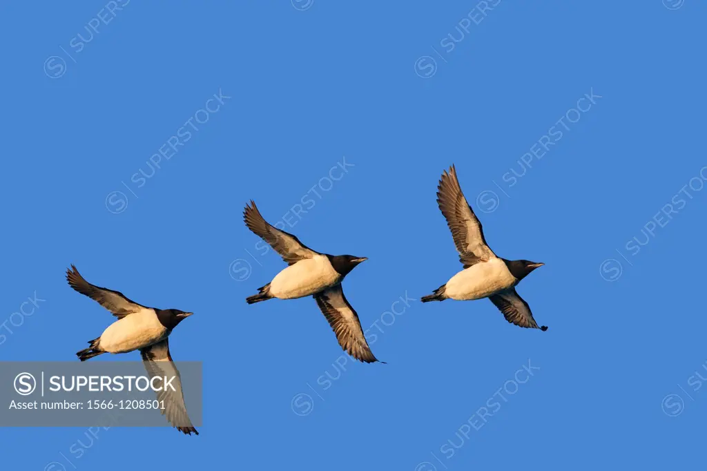 Norway , Spitzbergern , Svalbard , Thick-billed Murre or Brünnich´s Guillemot Uria lomvia , in flight