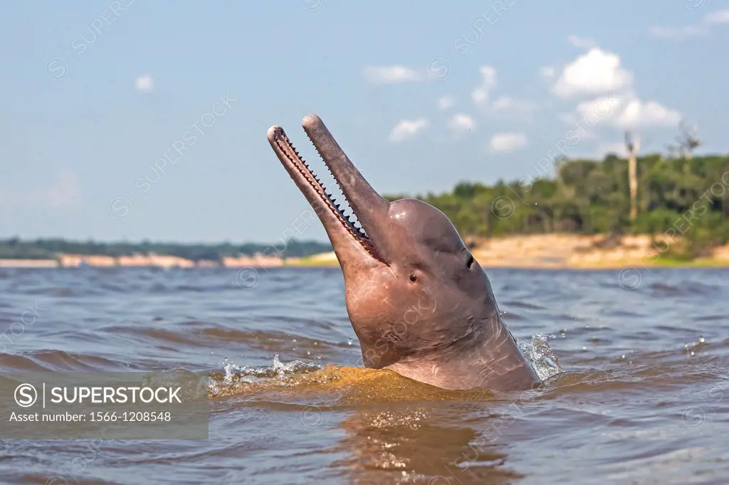 South America ,Brazil, Amazonas state, Manaus, Amazon river basin, along Rio Negro , Amazon River Dolphin, Pink River Dolphin or Boto Inia geoffrensis...