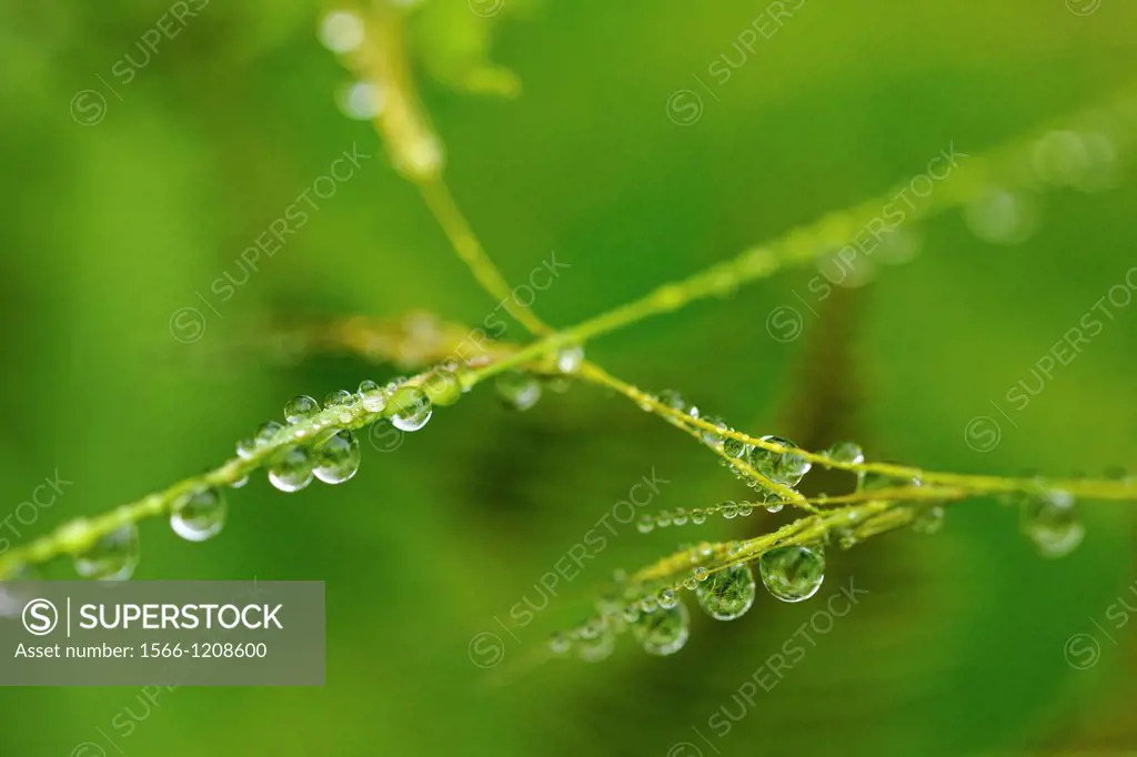 Grass stalks with raindrops, Greater Sudbury Lively, Ontario, Canada