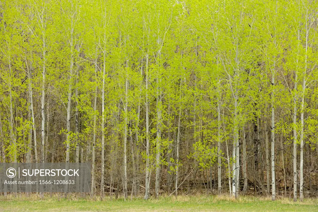 A woodlot of aspen trees with early spring foliage near a pasture, Manitoulin Island- Kagawong, Ontario, Canada