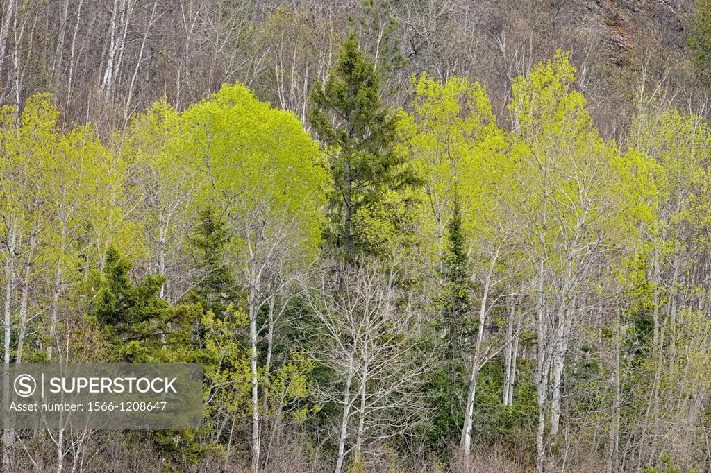 Spring aspens, spruce and birches on a hillside at the edge of a meadow, Greater Sudbury Lively, Ontario, Canada