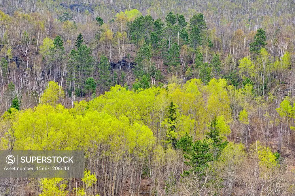 Spring forest with spruce, aspen and birch, Greater Sudbury, Ontario, Canada
