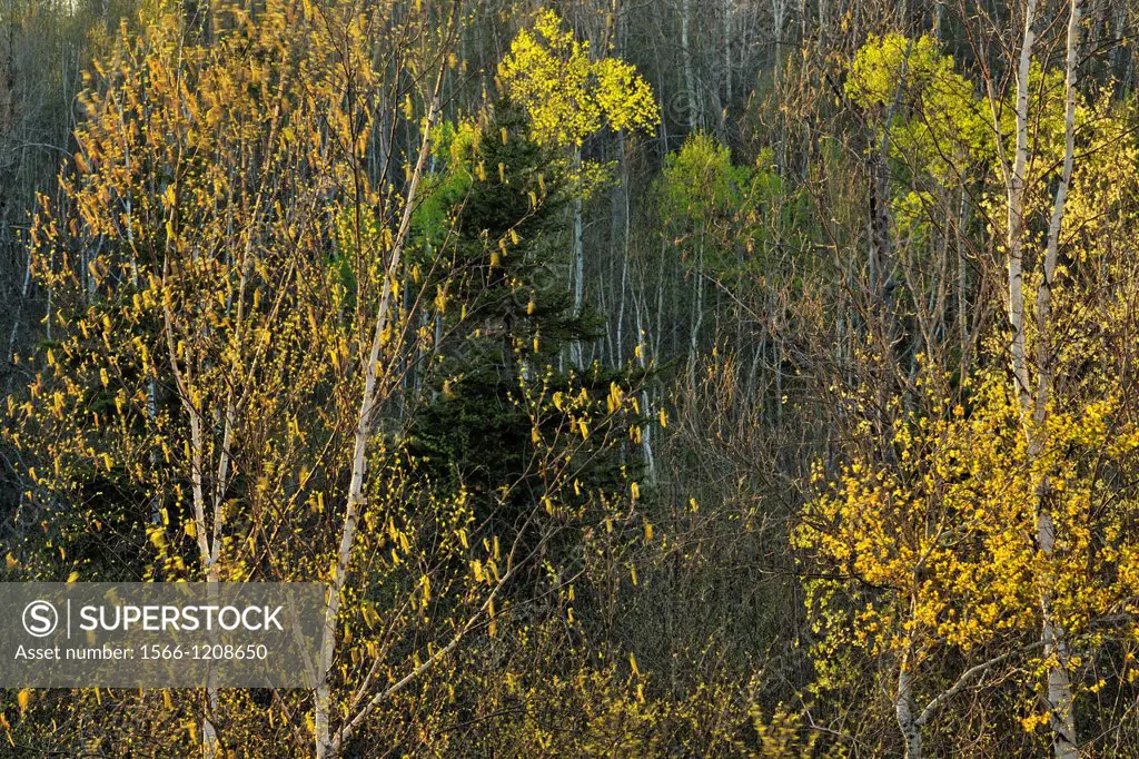 Young aspen and birch trees with emerging leaves and catkins, Greater Sudbury Lively, Ontario, Canada