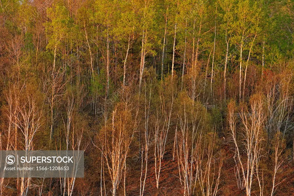 Birch and aspen trees with emerging leaves on a hillside, Greater Sudbury Lively, Ontario, Canada
