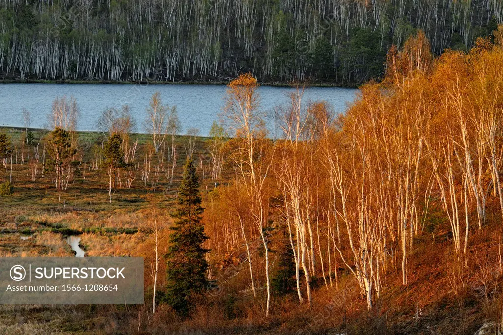 Spring aspens and birches leafing out on a hillside at the edge of a wetland, Greater Sudbury Lively, Ontario, Canada