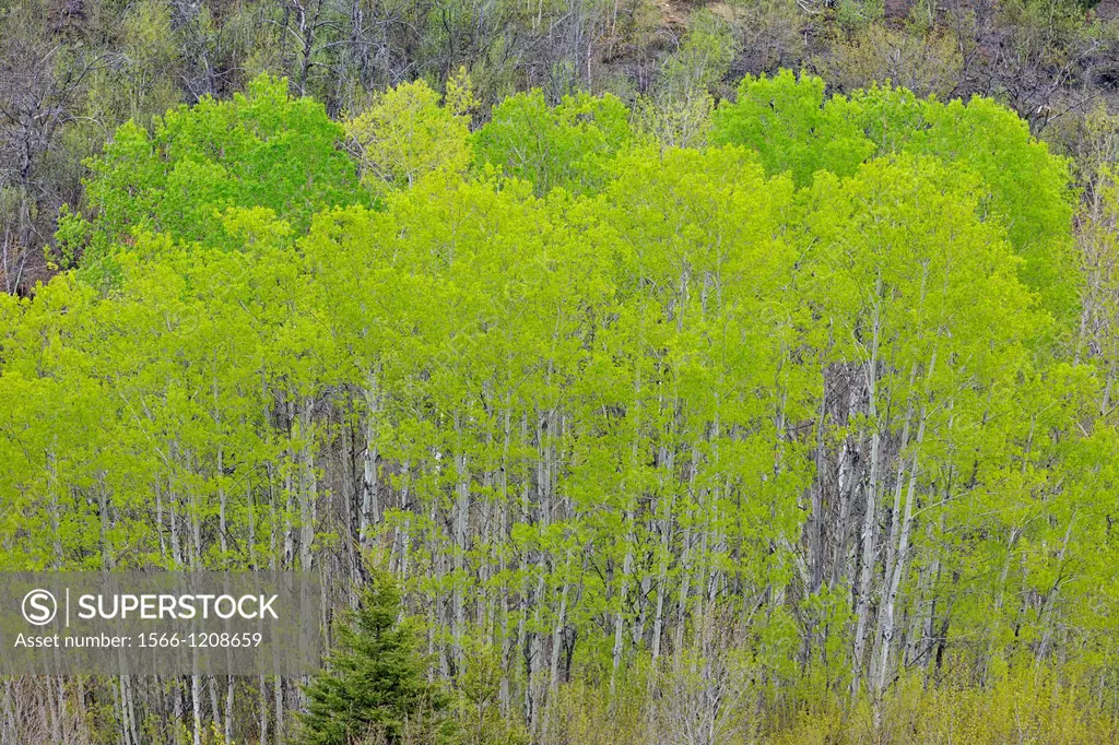 A hillside of aspen, birch and spruce with emerging spring leaves, Greater Sudbury Lively, Ontario, Canada