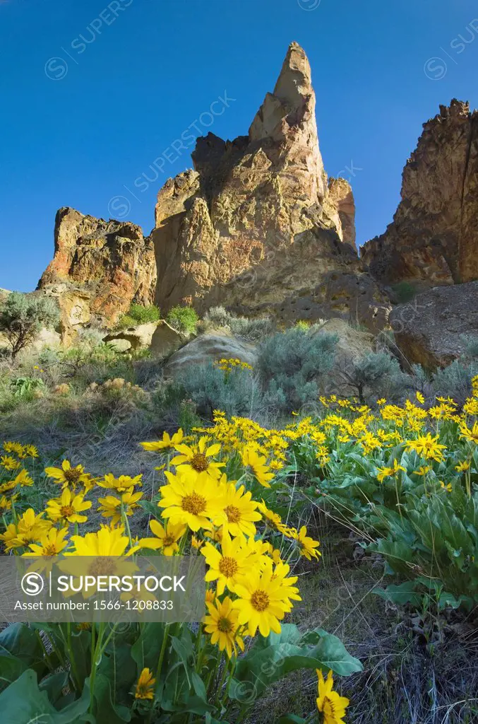 Balsamroot flowers beneath spires and rock formations made of volcanic tuff in Leslie Gulch in the Owyhee Uplands of SE Oregon