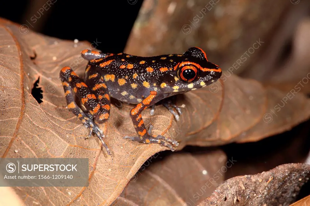 orange-Spotted Stream Frog, Rana picturata, gading national park, sarawak, malaysia, borneo