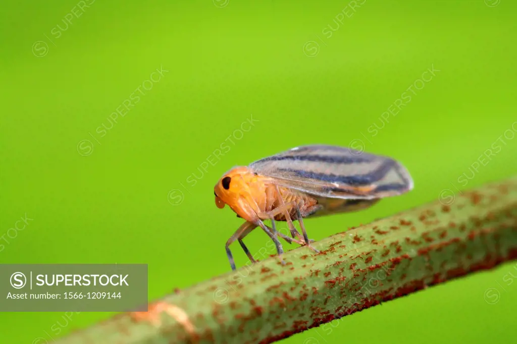 Leaf hopper, Borneo