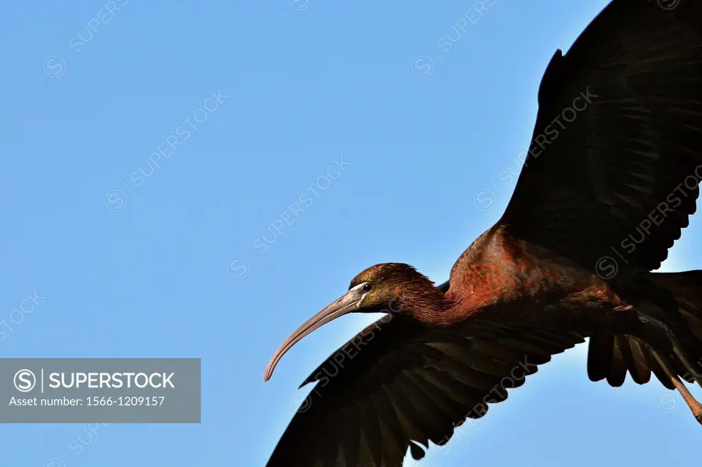 Glossy Ibis - Plegadis falcinellus, Crete