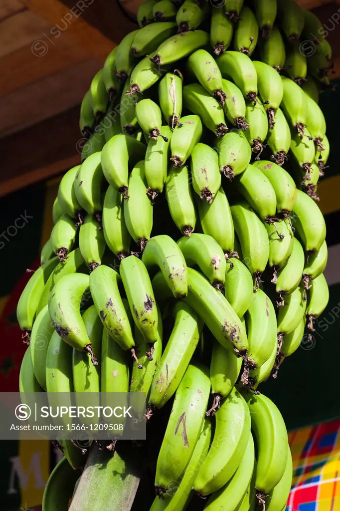 Dominica, Roseau, tropical vegetation, bananas