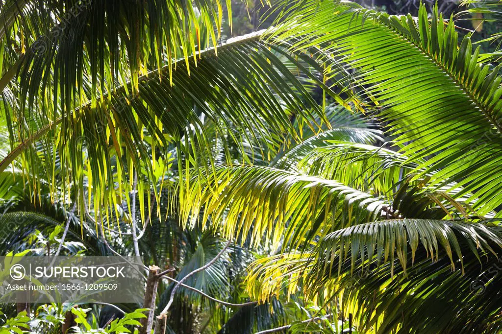 Dominica, Roseau, Roseau Valley, tropical vegetation, rain forest