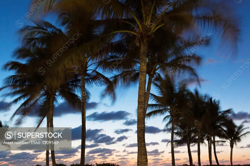 USA, Miami Beach, South Beach, palms, dawn