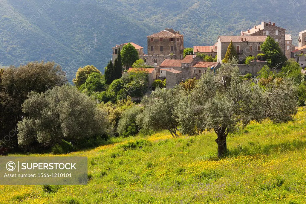 France, Corsica, Corse-du-Sud Department, La Alta Rocca Region, Ste-Lucie de Tallano, elevated town view with olive groves