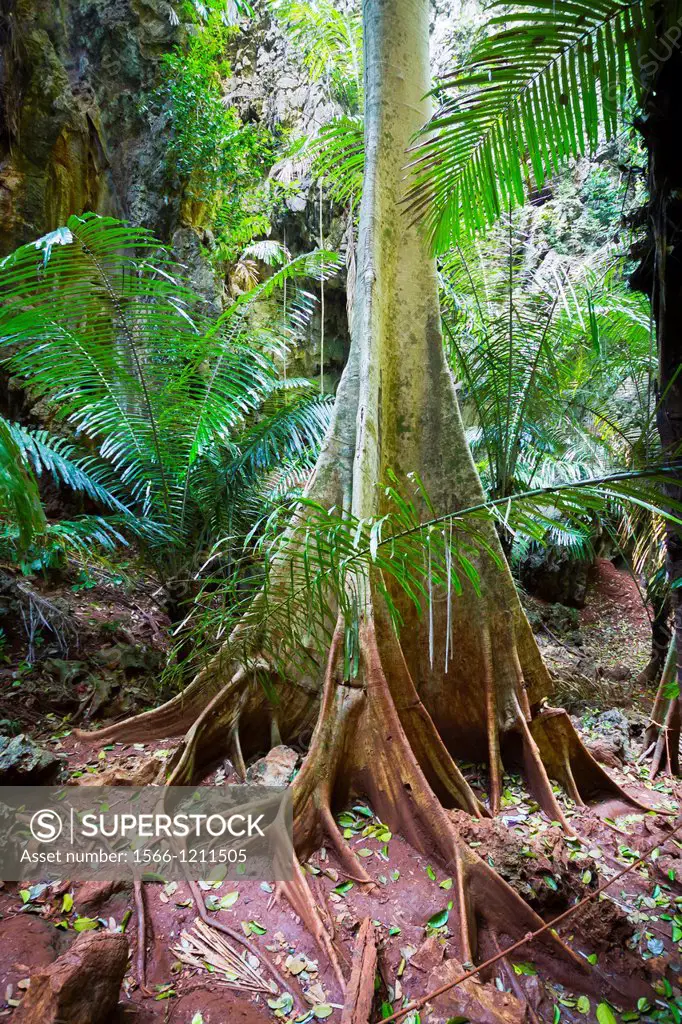 Tree roots  Railay  Krabi province, Thailand