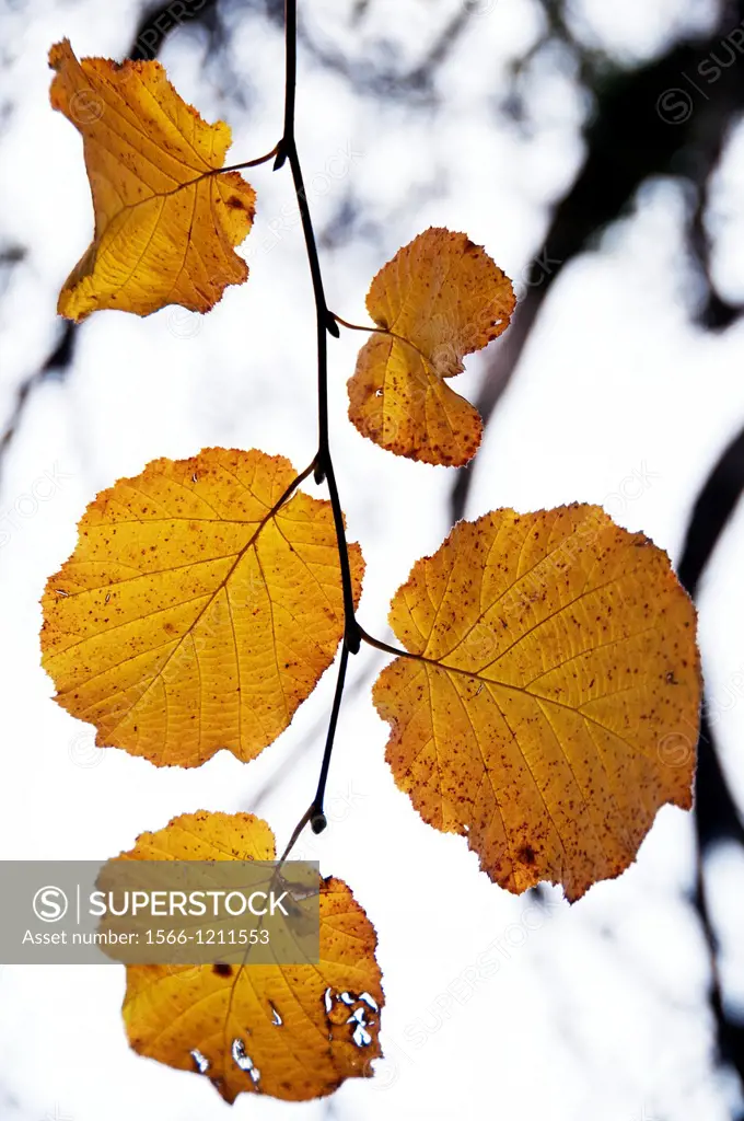 last dry leaves still on the branch, backlit, autumn scene