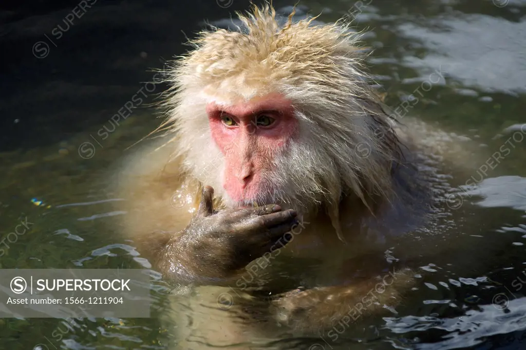 a Japanese macaque bathing in an hotspring in Jigokudani yaen-koen  nagano prefecture  chubu region  japan