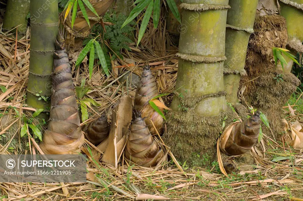 buds of giant bamboo dendrocalamus giganteus munro  bogor botanical garden  bogor city  west java  indonesia