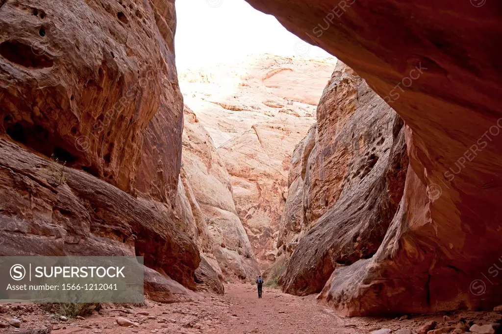 tourist walking through the Grand Wash, Capitol Reef National Park in Utah, United States of America, USA