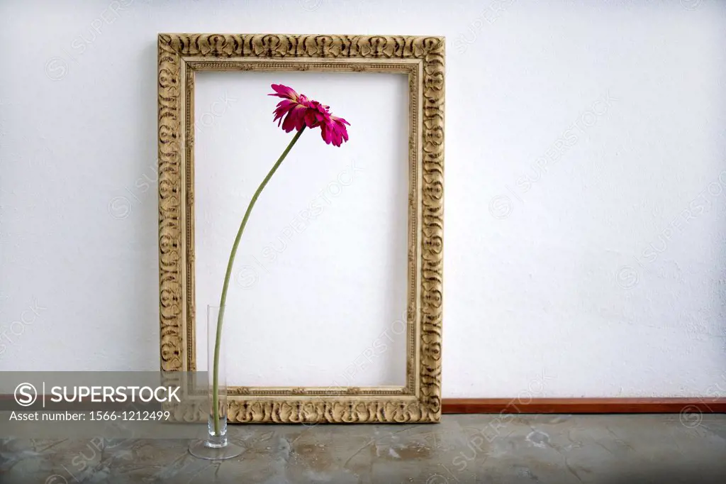 marco dorado con flor, golden frame with flower,