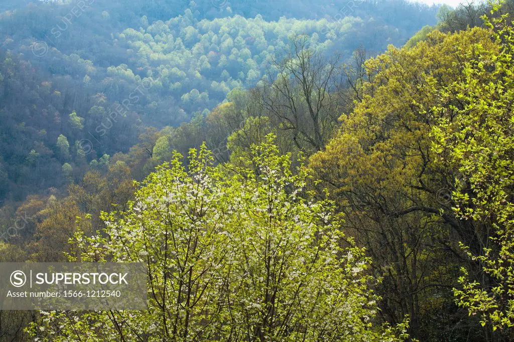 Spring Images, Blue Ridge Parkway, North Carolina