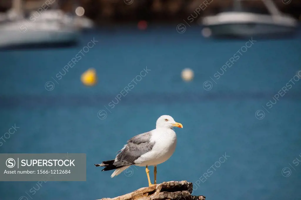 Seagull, Cala s´Algar, Majorca, Balearic Islands, Spain.