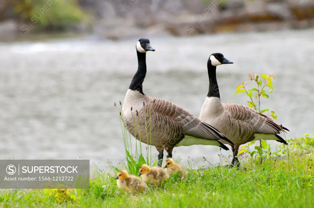 Canada geese Branta canadensis with goslings, Cascade Locks Marine Park, Cascade Locks, Columbia River Gorge National Scenic Area, Oregon