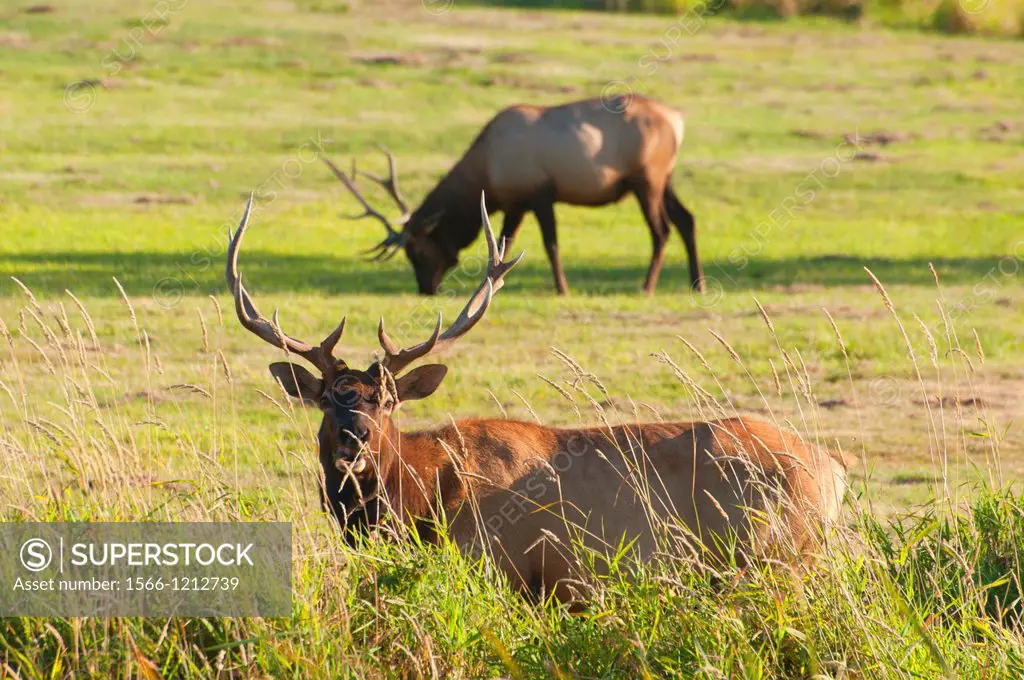 Roosevelt elk, Dean Creek Elk Viewing Area, Coos Bay Bureau of Land Management, Oregon